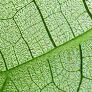 CAMELLIA SINENSIS LEAF