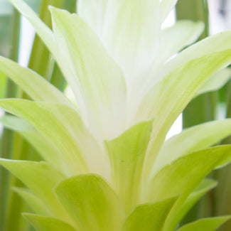 CURCUMA LONGA ROOT EXTRACT