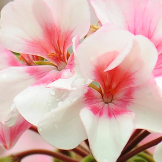 GERANIUM MACULATUM EXTRACT