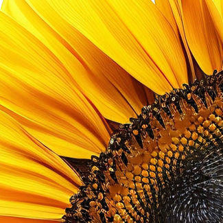 HELIANTHUS ANNUUS SEED OIL