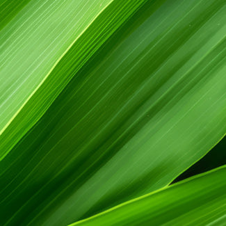 MALTODEXTRIN